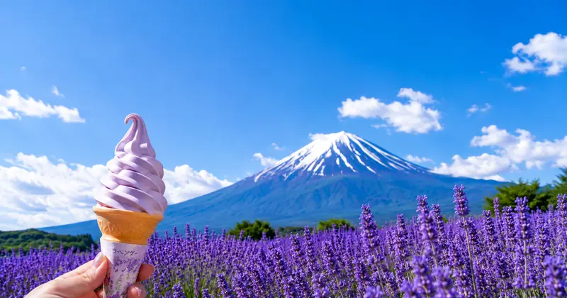 大石公園薰衣草花穗前景與富士山構圖示意