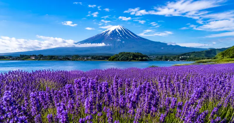 富士山夏天玩法｜河口湖薰衣草、富士登山與避暑地點一次看