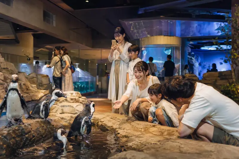 沖繩 DMM 水族館近距離動物互動體驗情境圖