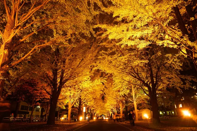 北海道大學 銀杏並木（北海道大学イチョウ並木）