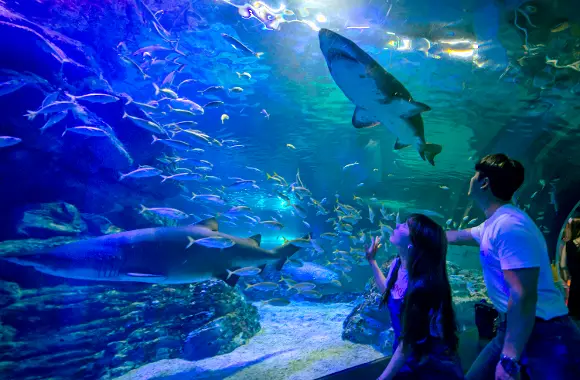 海底隧道內鯊魚與魟魚悠游，小孩抬頭仰望