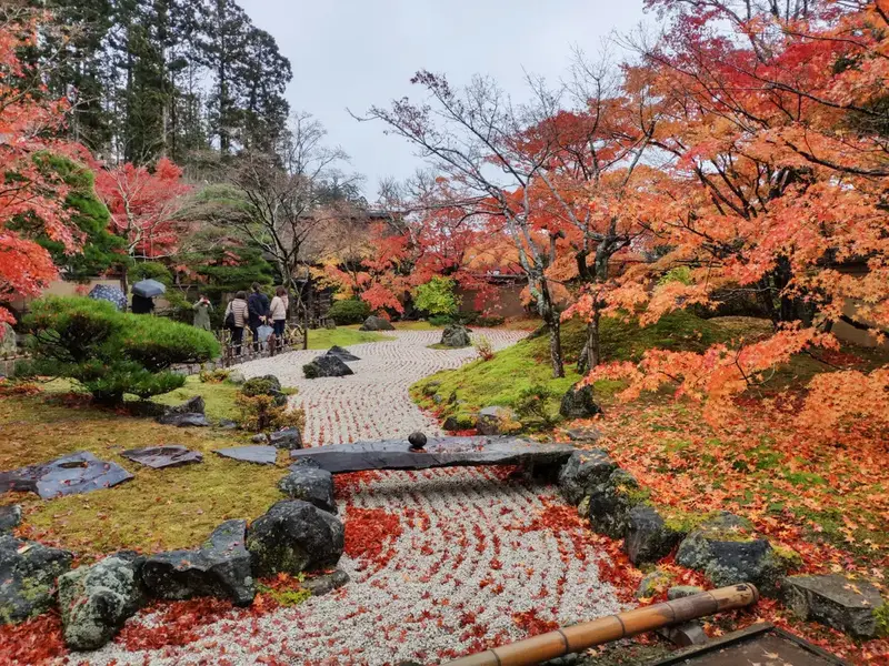 圓通院：苔庭與玫瑰庭園的日間景色