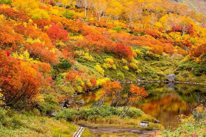 銀泉台的大雪山紅葉，整片山谷被紅黃染滿，是日本最早紅葉名所