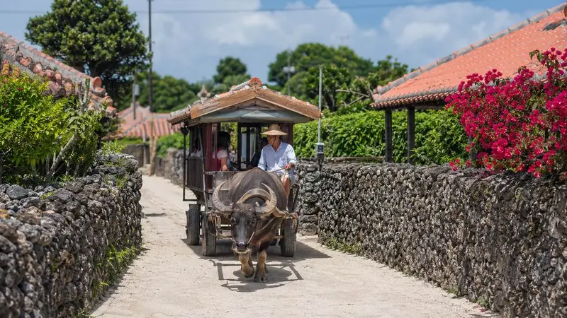 竹富島水牛車與白砂道路代表情境圖
