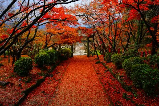 太宰府竈門神社紅葉，白天賞楓、晚上看光之祭的秋冬組合