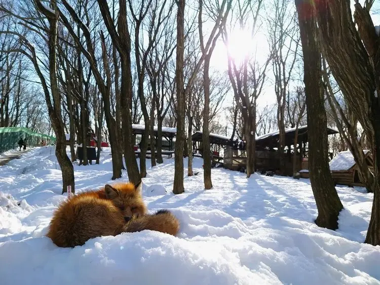 白石狐狸村雪地裡的放養狐狸
