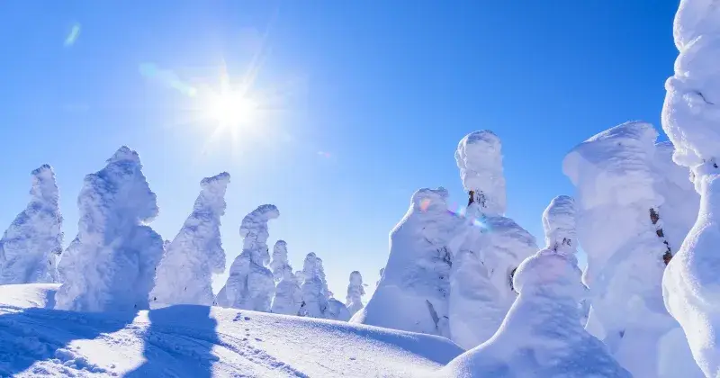櫻花出行冬季雪地包車：中文司機接送客人往返樹冰與狐狸村