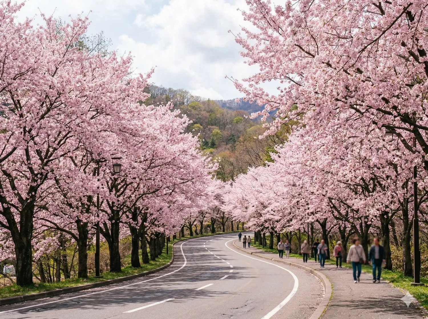 北海道賞櫻五日包車
