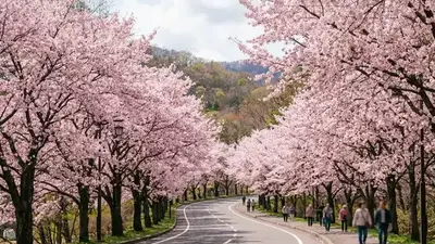 北海道賞櫻五日