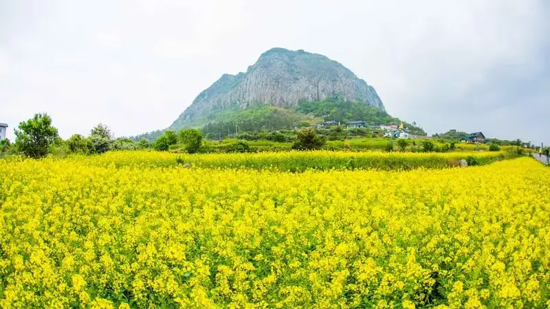 山房山・加波島精選一日遊