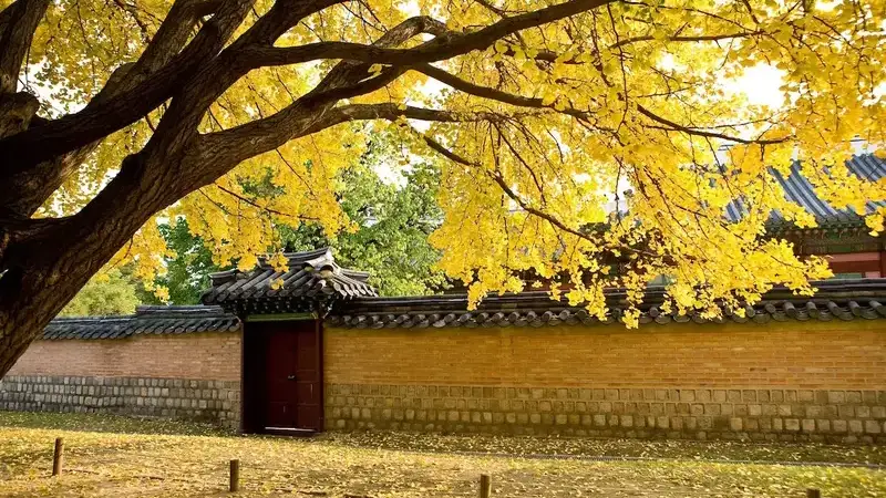 景福宮・韓服漫步銀杏大道