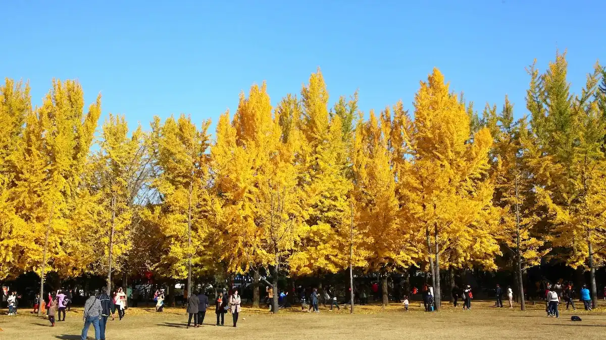 南怡島・水杉林蔭道