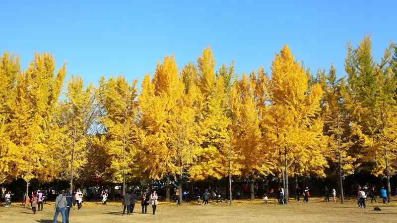 南怡島・水杉林蔭道