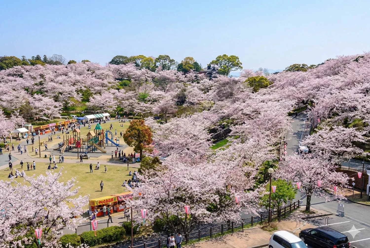 菊池公園櫻花山丘