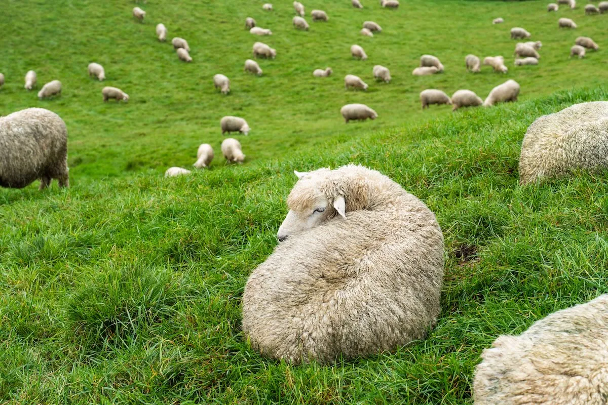 大關嶺羊牧場綠色山坡