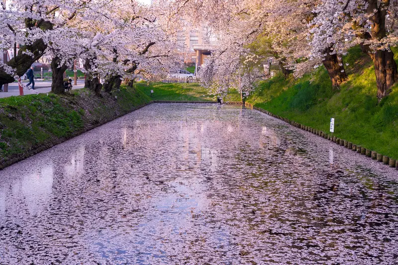 弘前公園外濠護城河上粉紅花筏鋪滿水面