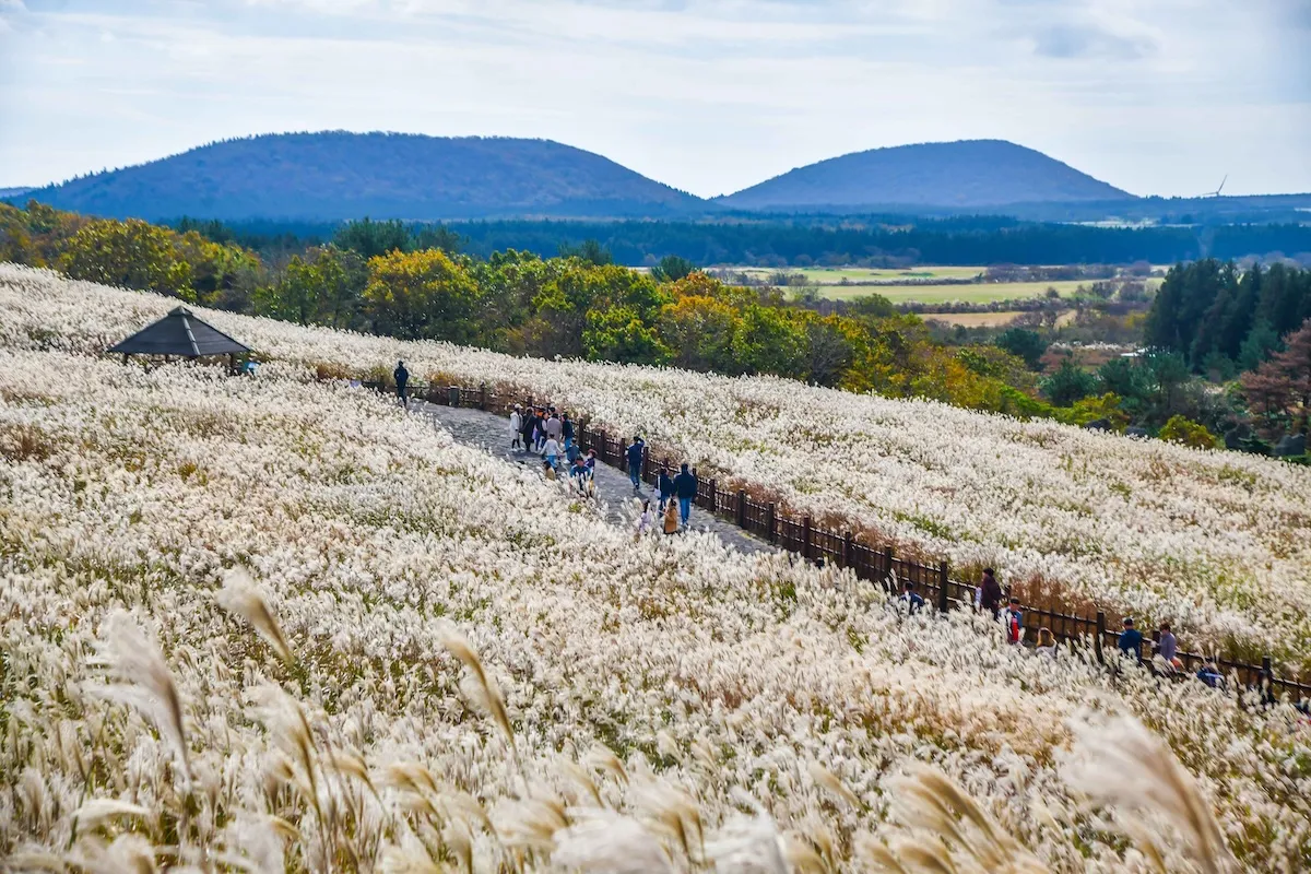 濟州山君不離火山口