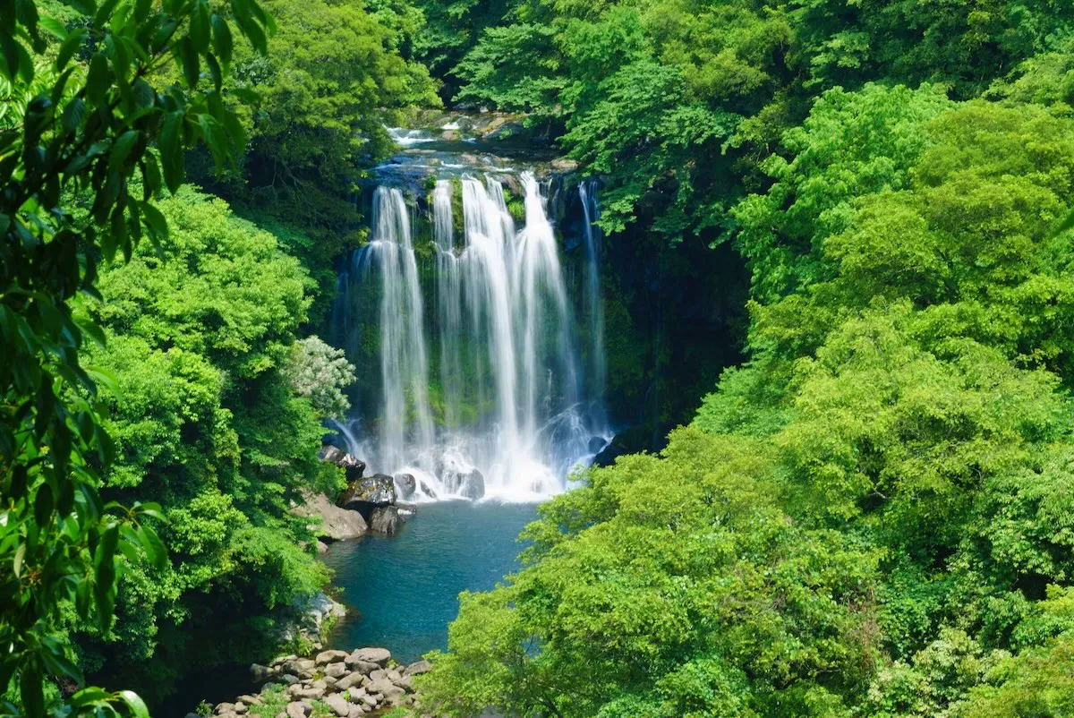 濟州天地淵瀑布亞熱帶叢林