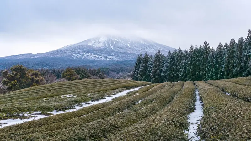 濟州 Osulloc 冬季茶園