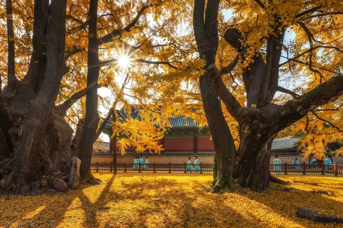 首爾銀杏五日包車