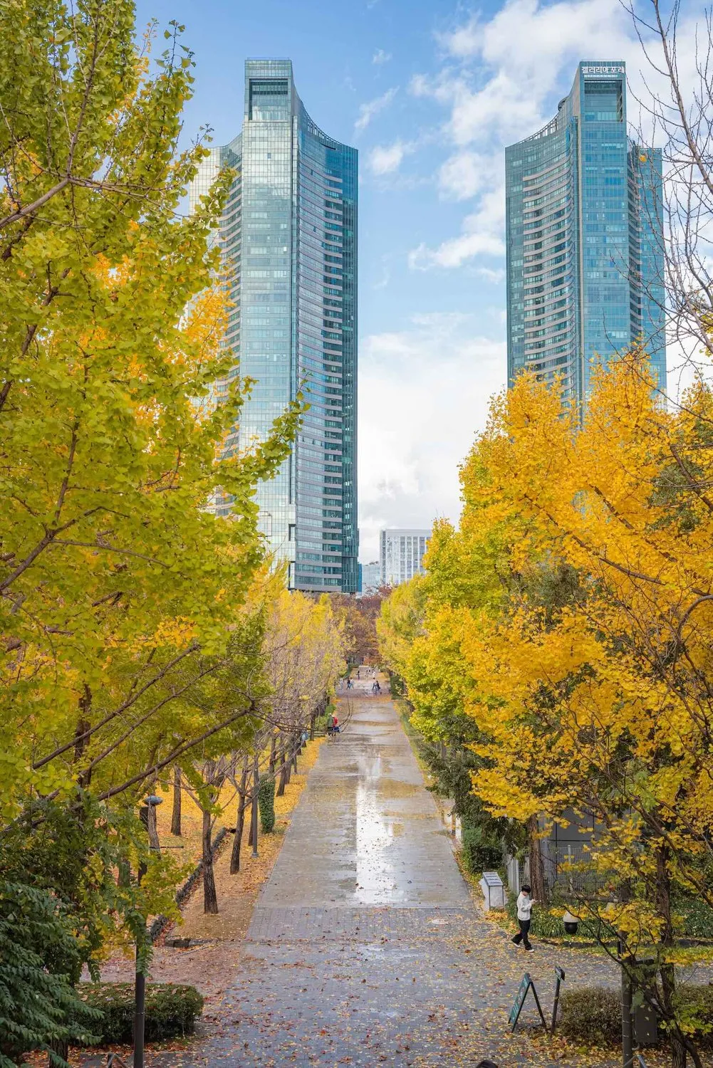 首爾林銀杏大道秋季金黃