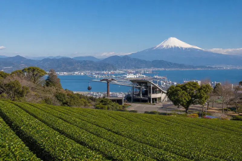 日本平茶園望富士