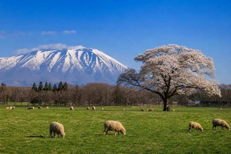 小岩井農場牧場與岩手山