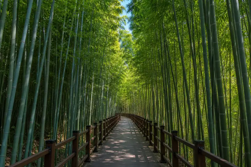 太和江國家庭園十里竹林步道